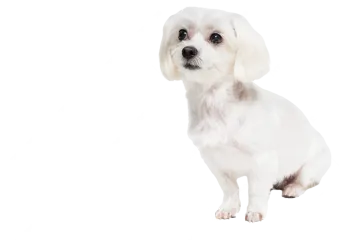 a small white dog sitting in front of a white background
