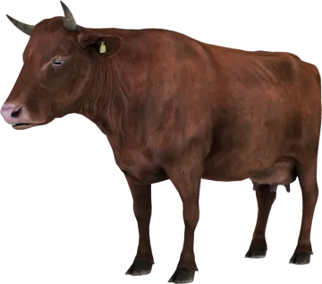 a brown cow standing in front of a white background