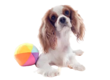 a small dog with a ball in its mouth