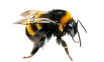 a close up of a bum on a white background