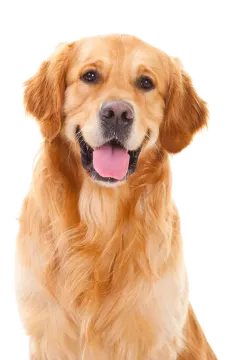 a close up of a dog with its tongue out