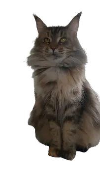 a long haired cat sitting on the floor