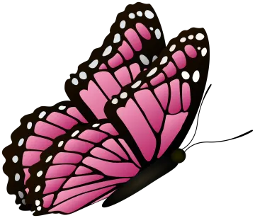 a pink butterfly on a white background