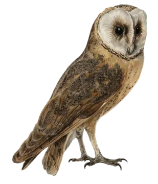 an owl standing on a white background