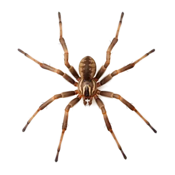 A tara on white background