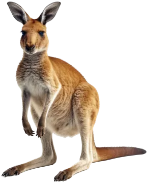 a small kangaroo standing on its hinds
