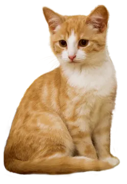 an orange and white cat sitting down on a white background