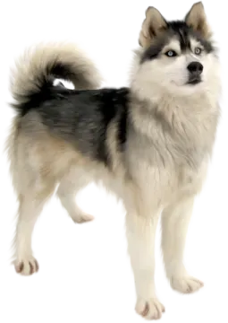 a black and white dog standing in front of a white background