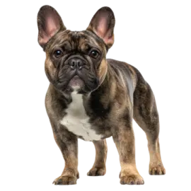 a small brown and white dog standing on a white background