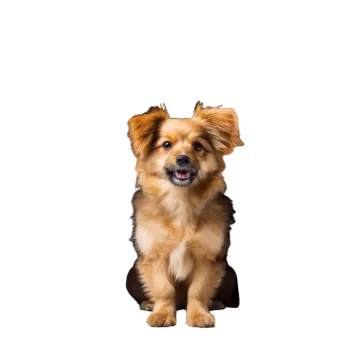a small dog sitting inside of a wooden house