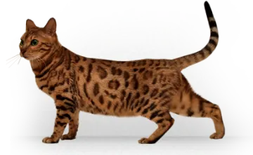 a cat walking on a white surface