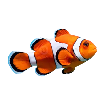 an orange clown fish on a white background