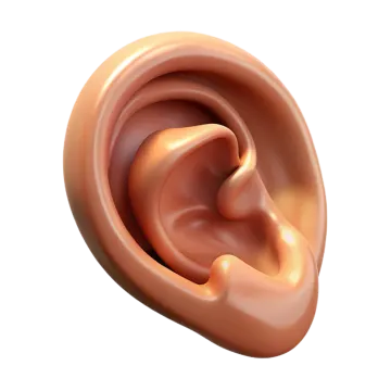 a close up of the inside of an ear