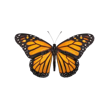 a monarch butterfly on a white background