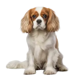 a small brown and white dog sitting down