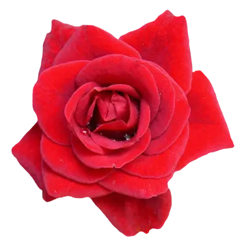 a red rose flower on a white background