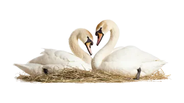 a couple of swans sitting on top of each other swans