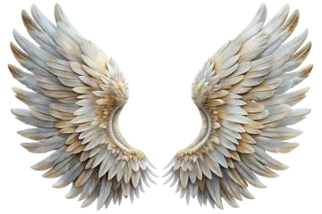two wings on a white background