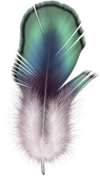 an image of a feather on a white background