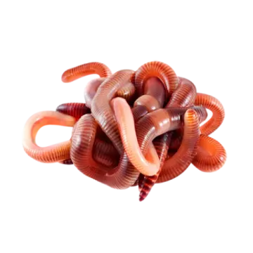 a pile of worms