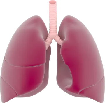 a diagram of the lungs
