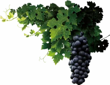a bunch of grapes hanging from a vine