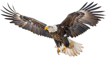 an eagle flying in the air with its wings spread