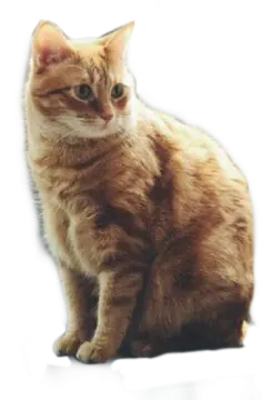 an orange cat sitting on the floor