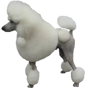 a white poodle dog standing on its hinds