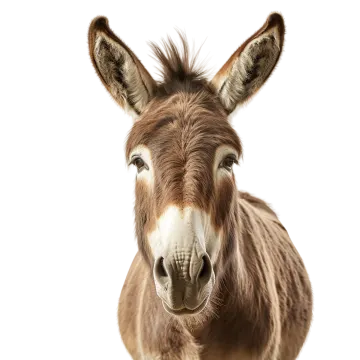 a close up of a donkey looking at the camera