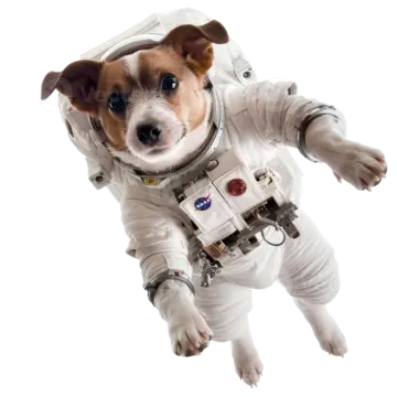 a small dog dressed as an astronaut