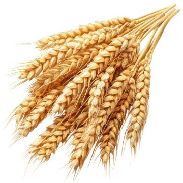 wheat on a white background