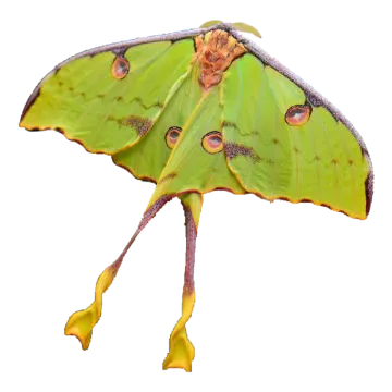 a luna moth on a white background