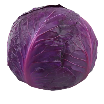 a purple cabbage head on a white background