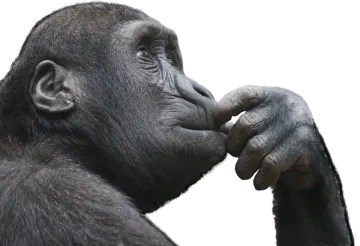 a close up of a gorilla's face
