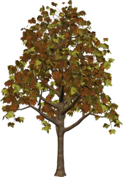 a tree with brown leaves on it