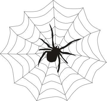 a black and white spider on a web