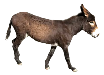 a small donkey walking on a white surface