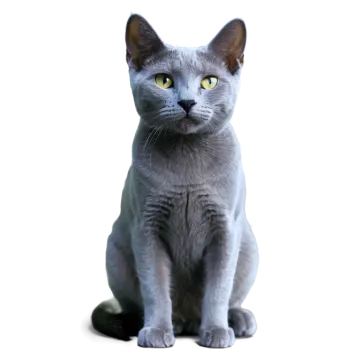 a gray cat sitting on a white surface