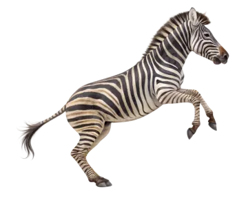zebra running in front of white background