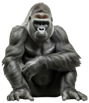 a gorilla sitting down and looking at the camera