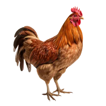 a brown and black rooster standing on a white background