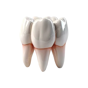 a dental model of a tooth