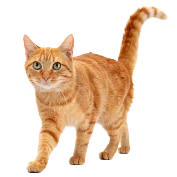 an orange cat standing on a white surface