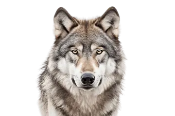a wolf looking at the camera with a white background