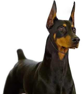 a black and brown dog standing on a white surface