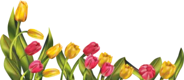 a bunch of colorful tulips