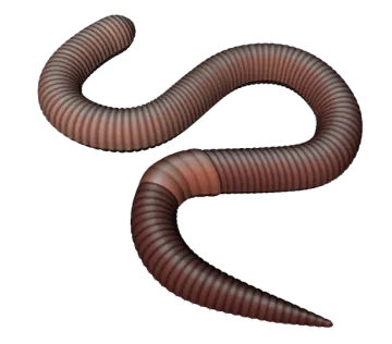 a worm on a white background