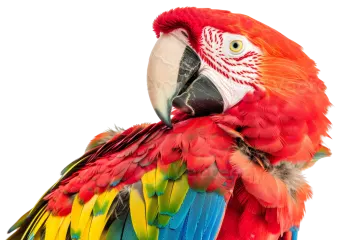 a close up of a colorful parrot on a white background