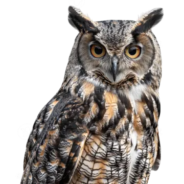 an owl sitting on top of a white background